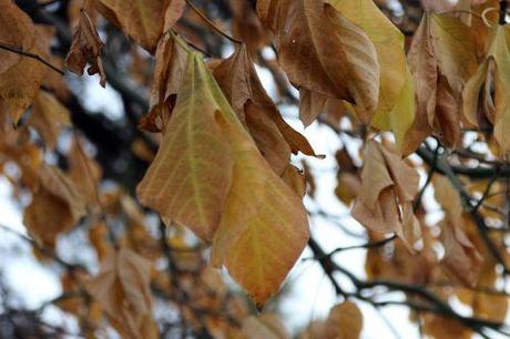 Firmiana simplex firmiana paris 1 dec 2013 147 (1).jpg