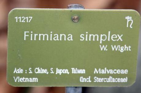 Firmiana simplex firmiana paris 1 dec 2013 147 (3).jpg