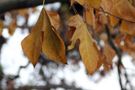 Firmiana simplex firmiana paris 1 dec 2013 147 (2).jpg