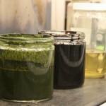 oil from algae