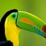 Le Costa Rica en couleurs Toucan à Carène