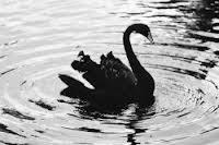 Mobile paiement : black swan predictions 2014