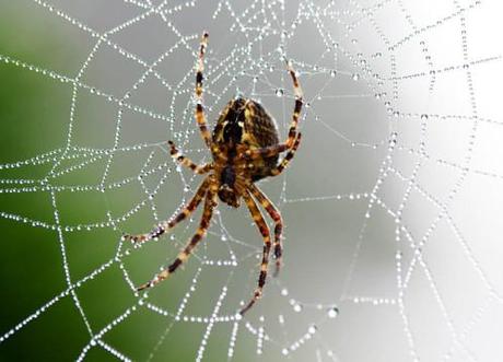 garden-spider.jpg