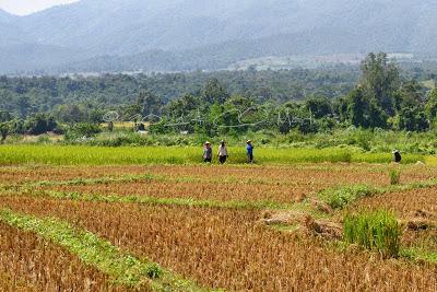 Thaïlande, 4ème étape : Région montagneuse de Pai et nouilles façon Chiang Mai