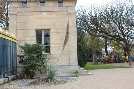 Dasylirion glaucophyllum dasylirion glaucophyllum 1 paris 1 dec 2013 012.jpg