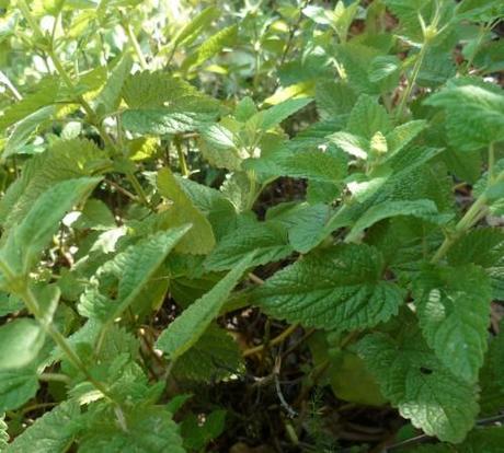 L'ODEUR DES CHOSES poèmes,poètes,poésie,écriture,auteurs,culture,société