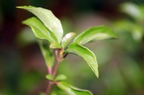 Viburnum foetidum var. rectangulatum viburnum foetidum quad veneux 6 janv 2014 001 (6).jpg