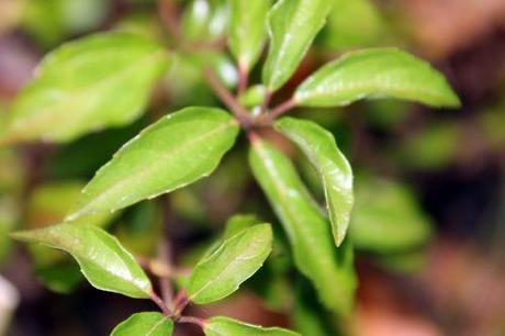 Viburnum foetidum var. rectangulatum viburnum foetidum quad veneux 6 janv 2014 001 (5).jpg