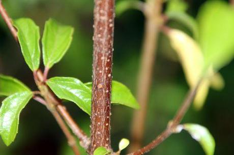Viburnum foetidum var. rectangulatum viburnum foetidum quad veneux 6 janv 2014 001 (8).jpg