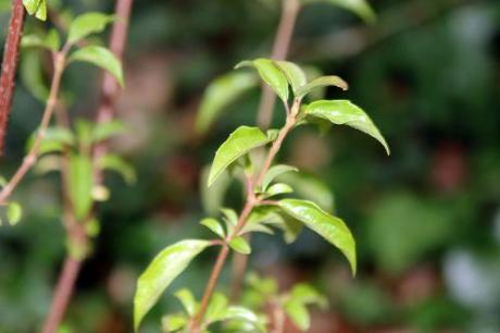 Viburnum foetidum var. rectangulatum viburnum foetidum quad veneux 6 janv 2014 001 (2).jpg