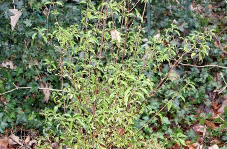 Viburnum foetidum var. rectangulatum 2 veneux 6 janv 2013 005.jpg