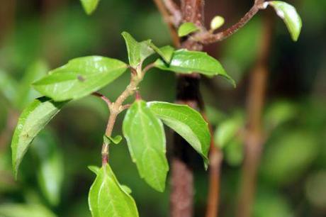 Viburnum foetidum var. rectangulatum viburnum foetidum quad veneux 6 janv 2014 001 (7).jpg