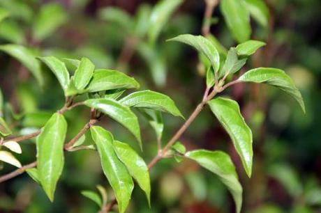 Viburnum foetidum var. rectangulatum viburnum foetidum quad veneux 6 janv 2014 001 (4).jpg