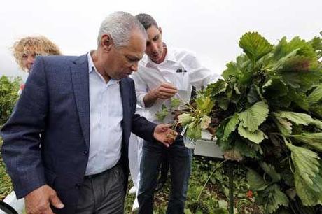Dernière minute (06/01/2014) Encore deux mois et demi avant les municipales et les candidats sont déjà surmenés par la campagne : on en voit un ici qui serre la main à une plante verte !