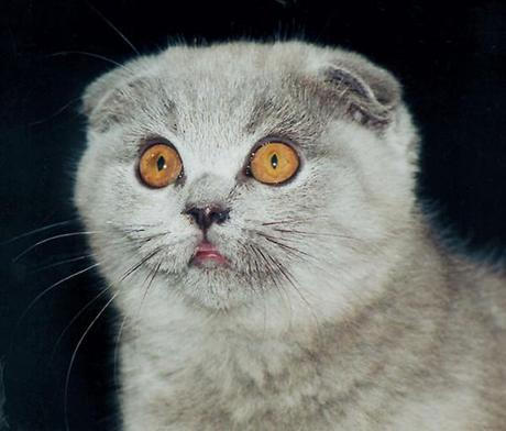 Va, Poppy, va ! portrait-poppy-