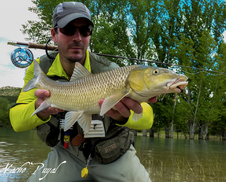 Nacho Puyal Nacho Puyal