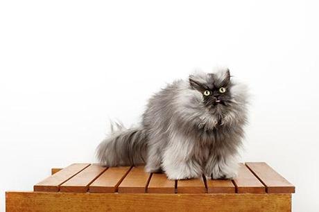 record du monde chat aux poils les plus longs