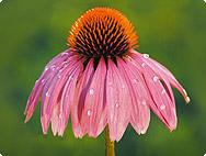 S'évader de l'hiver avec l'Echinacea purpurea d'A.Vogel. S'évader de l'hiver avec l'Echinacea purpurea d'A.Vogel.