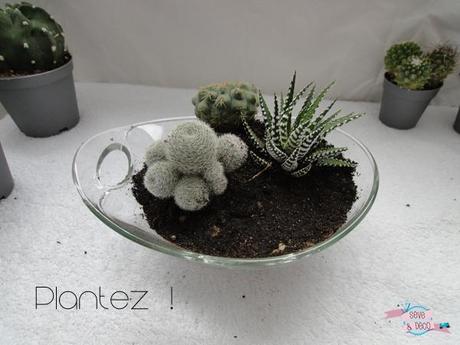 DIY : Planter des cactus et des succulentes cactus3
