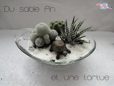 DIY : Planter des cactus et des succulentes cactus4