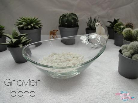 DIY : Planter des cactus et des succulentes cactus2