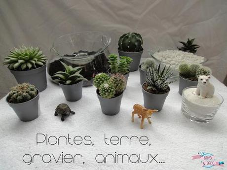 DIY : Planter des cactus et des succulentes cactus6