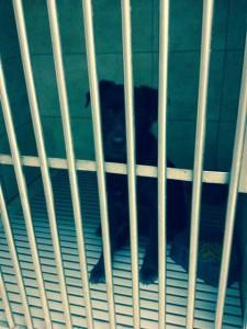 Chien trouvé chien trouvé