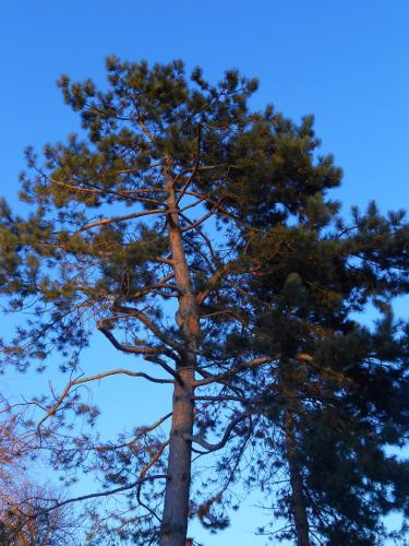 arbre hirondellina (375x500)