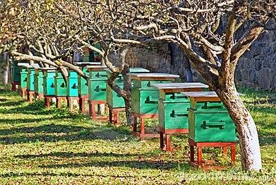 Retour des abeilles ? Retour des abeilles ?