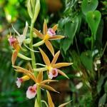 Mille et une orchidées au Jardin de s Plantes à partir du 13 février PHOTO Mille & une Orchidées ® F-G Grandin MNHN