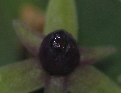 14 ruscus ovaire 17 janv 2014 068.jpg