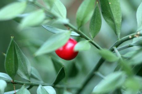 2 ruscus 17 janv 2014 058.jpg