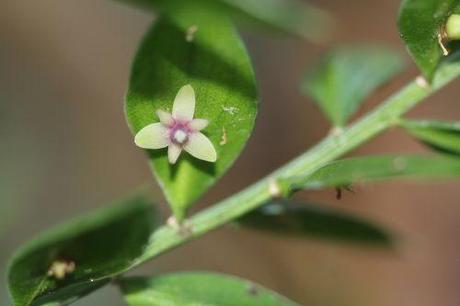 c ruscus 17 janv 2014 025.jpg