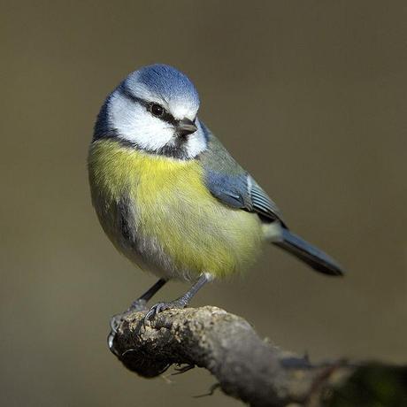 Rendez-vous au jardin pour y compter les oiseaux ! messange
