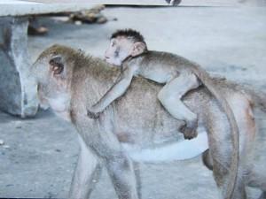 La Thaïlande - Bouddhas et singes La Thaïlande 138