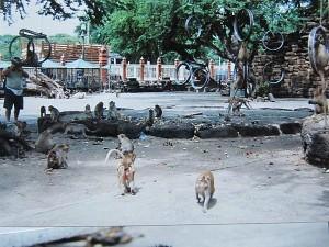 La Thaïlande - Bouddhas et singes La Thaïlande 137