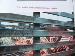 La Thaïlande - Bouddhas et singes La Thaïlande 136