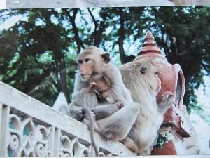 La Thaïlande - Bouddhas et singes La Thaïlande 139