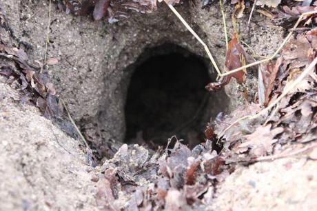 La garenne se déplace 4 romi 18 janv 2014 029.jpg