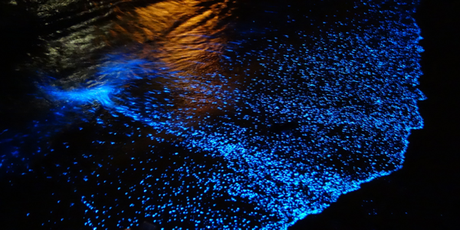 L’IMAGE DU JOUR : Bioluminescent Phytoplankton L’IMAGE DU JOUR : Bioluminescent Phytoplankton