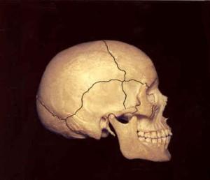 Retour sur séminaire de kinésiologie appliquée – Le crâne