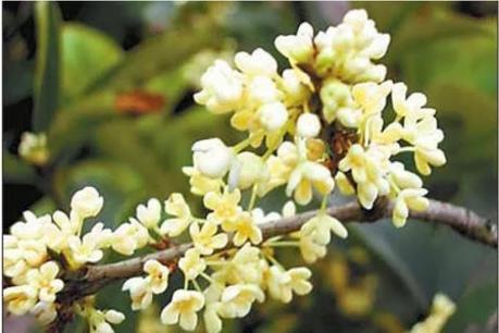 Deux oolongs pour prendre soin de soi: une faible et une forte oxydation Deux oolongs pour prendre soin de soi: une faible et une forte oxydation