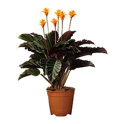 cultiver calathea croquata cultiver calathea croquata