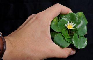 Nymphéa-thermarum_02 Nymphéa-thermarum_02