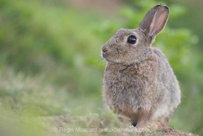 Technique : 10 questions essentielles en photo animalière portrait-lapin-de-garenne