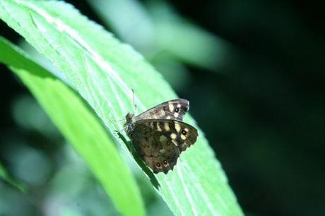 Le petit monde du sureau chinois 10 tircis chinensis 23 mai 2008 005.jpg
