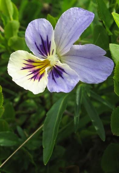 Viola saxatilis (Pensée subalpine)