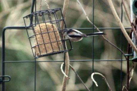 Aegithalos caudatus mésange longue queue 27 janv 2014 007.jpg