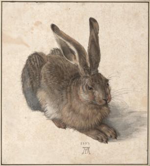 Dürer - Lièvre