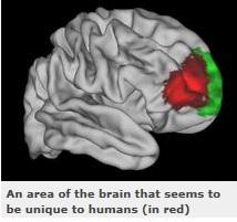 NEURO: Découverte d'une zone cérébrale unique à l'Homme – Neuron